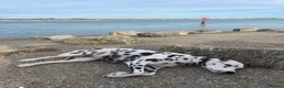 Dalmatian dogs for sale: Female deaf Dalmatian  in Southsea - Advert 8