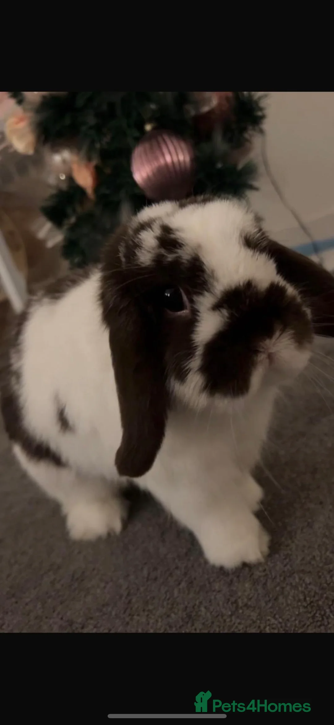 Mini Lop rabbits for sale: 2 male mini lops - Advert 2