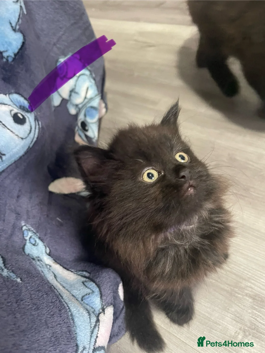 Mixed Breed cats for sale: Mixed litter female and male  - Advert 4