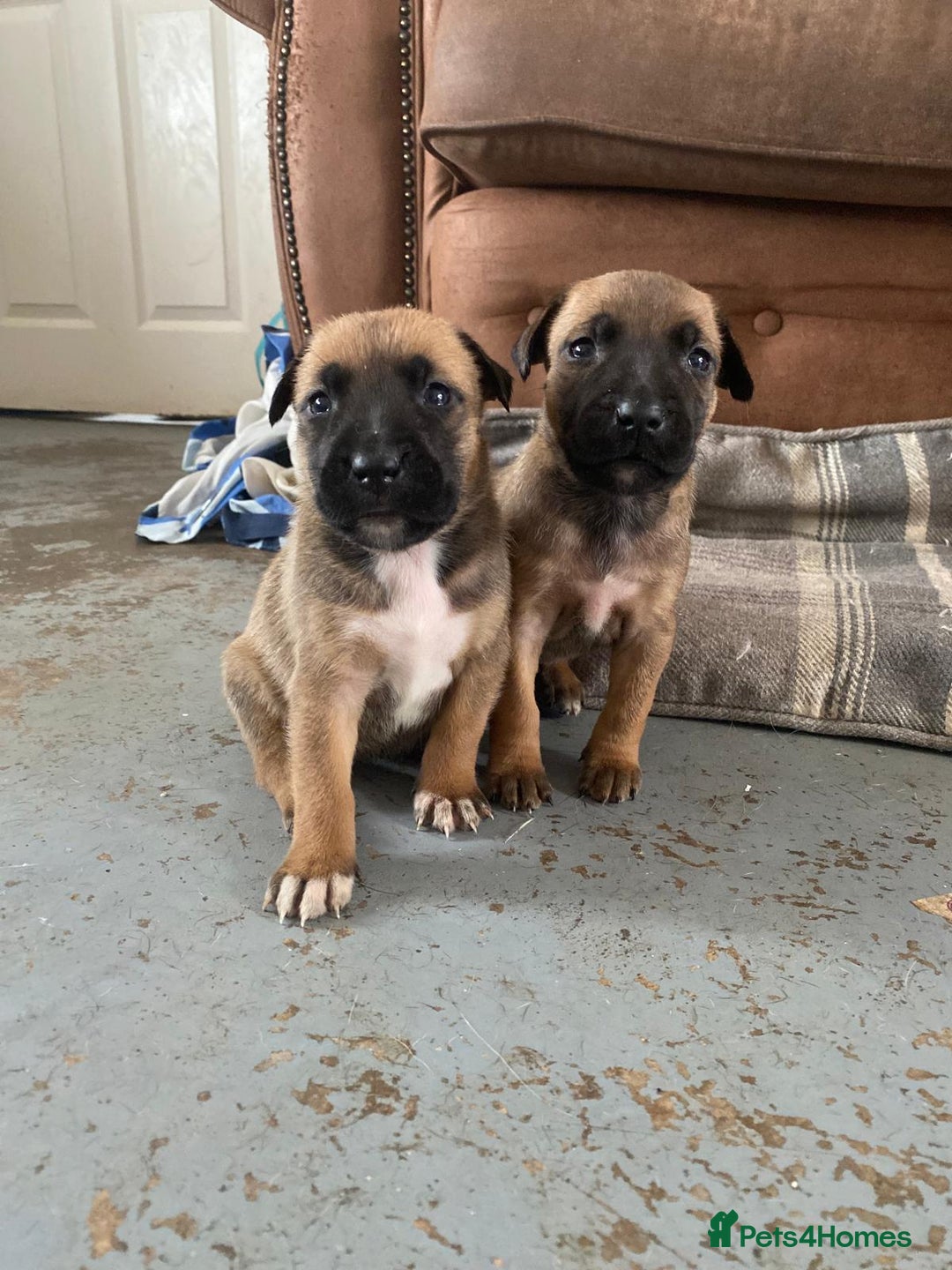 Mixed Breed dogs for sale: Mali cross  - Advert 25