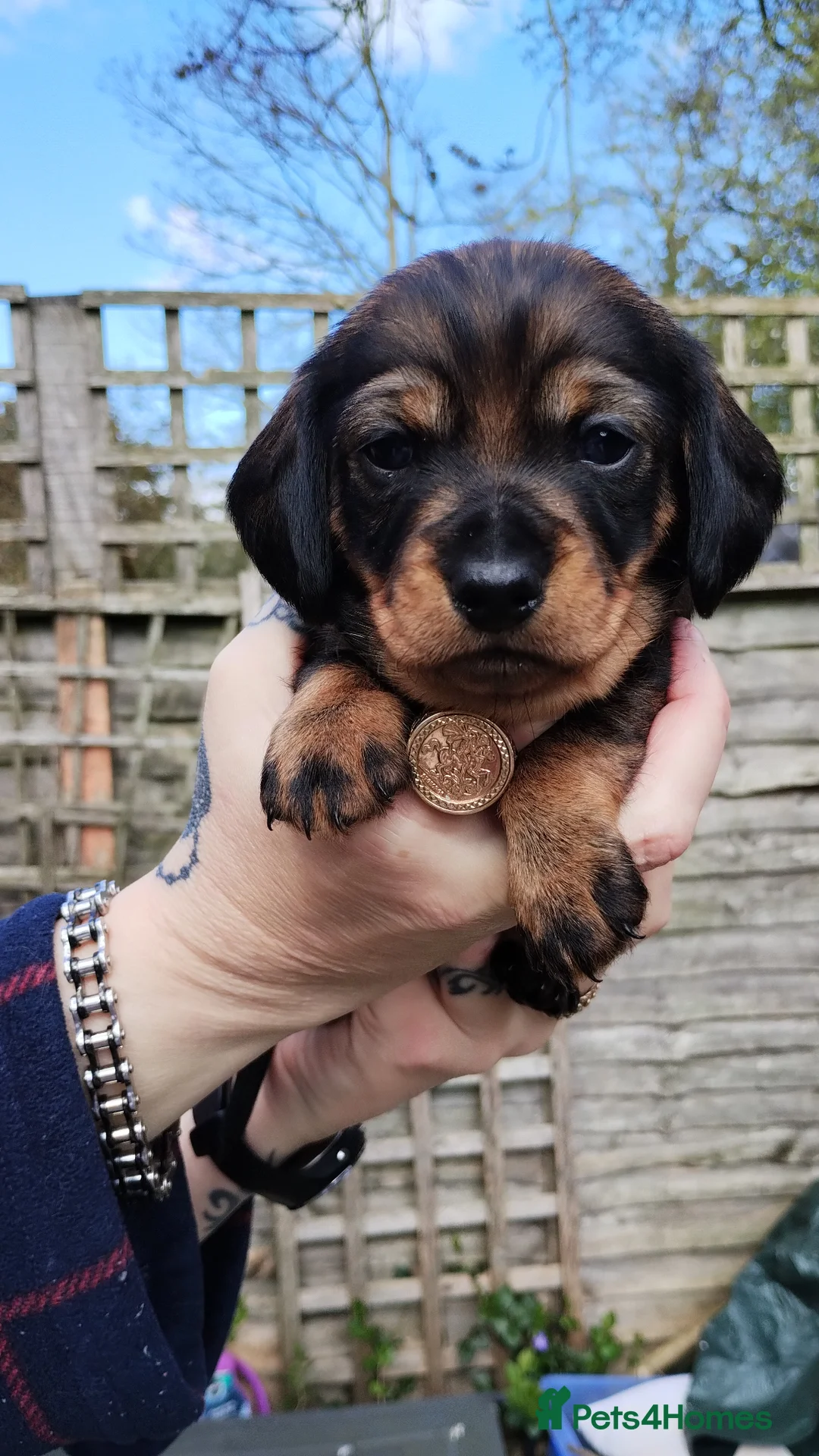 Dachshund dogs for sale: Adorable puppies4sale♥️💙 - Advert 31