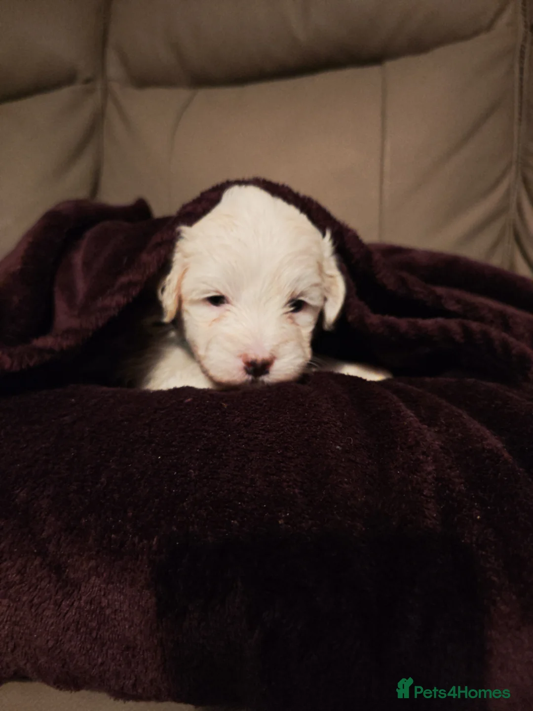 Mixed Breed dogs for sale: Maltipoo x Coton de Tulear Puppies – 5 Males - Advert 28