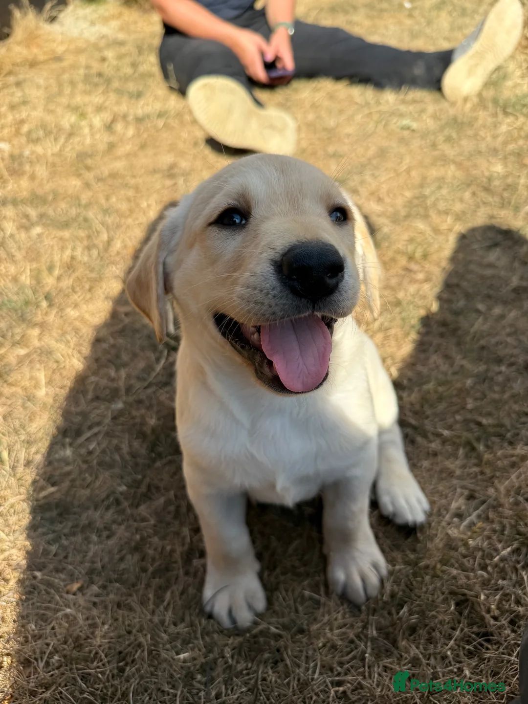Labrador Retriever dogs for sale: KC Registered Working Labrador Retriever Puppies - Advert 2