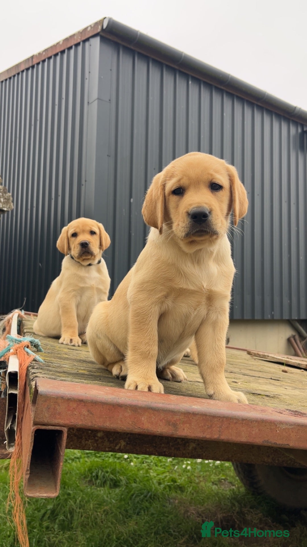 Labrador Retriever dogs Labrador Retreiver puppies - Advert 1