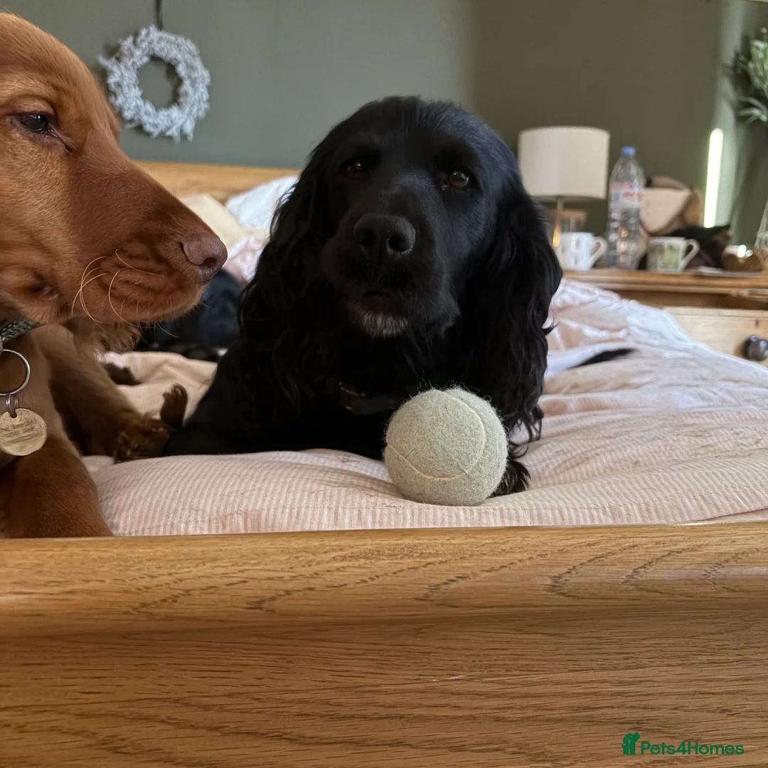 Cocker Spaniel dogs for sale: Beautiful 5 Year Old Cocker Spaniel Bitch  - Advert 5