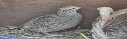 Quail poultry for sale: coturnix (Japanese) hatching eggs - Advert 6