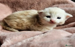 Maine Coon cats for sale: Half Maine Coon kittens - Image 11
