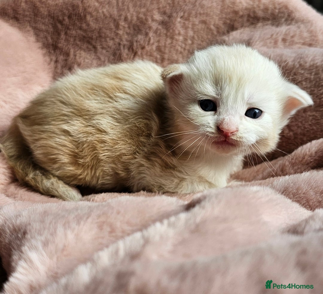 Maine Coon cats for sale: Half Maine Coon kittens - Image 11