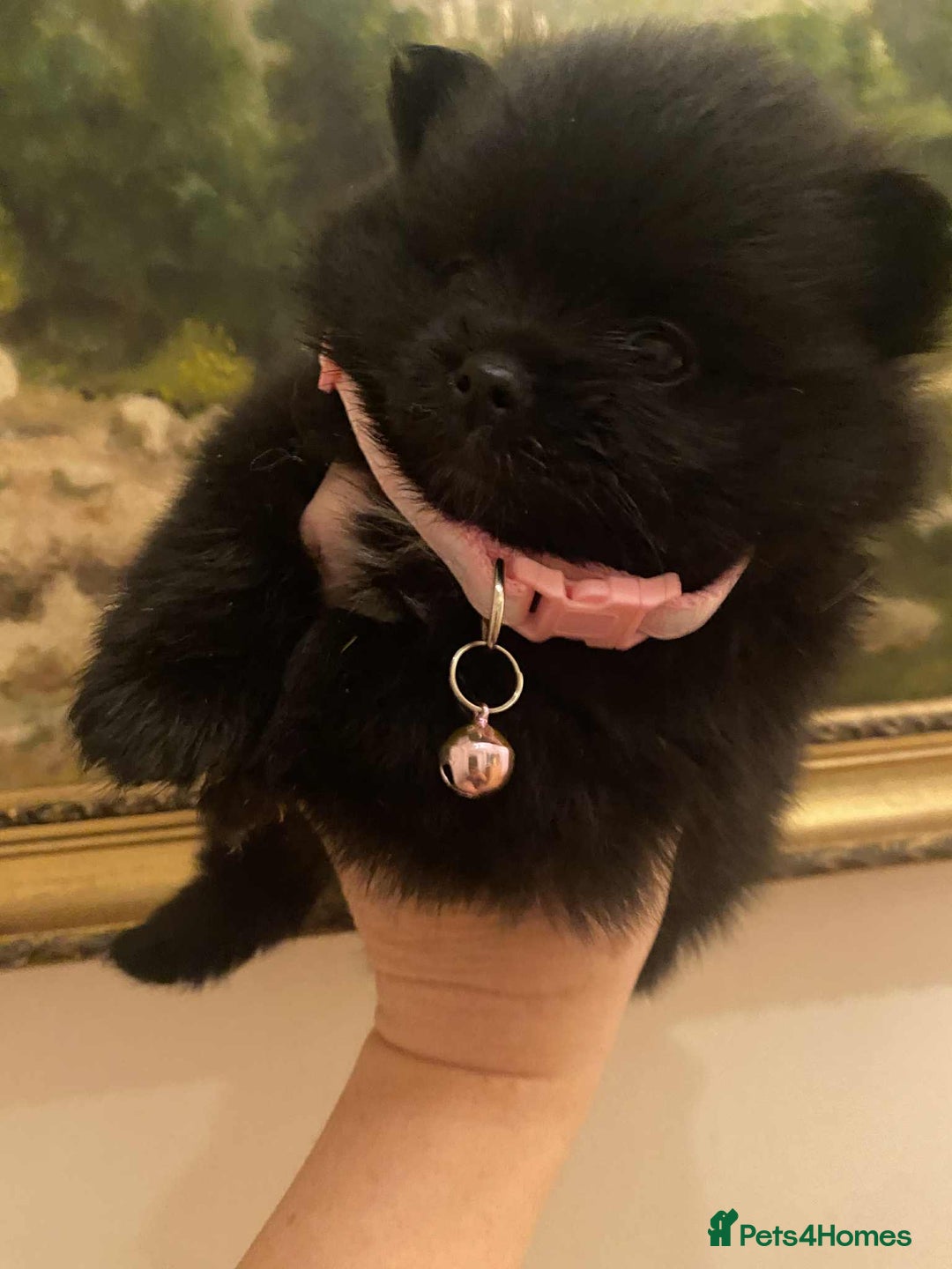 Pomeranian dogs for sale: Pomeranian puppies  - Image 19