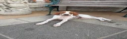 Pointer dogs for sale: Gorgeous Pointer Puppies looking for new homes - Advert 7