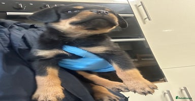 Rottweiler dogs - Advert 5