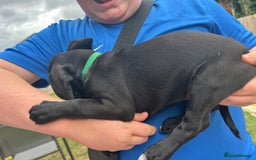 Mixed Breed dogs for sale: Jackapoo spaniel cross - hound puppies  - Image 15