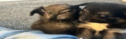 Chihuahua dogs for sale: Long hair stunning chihuahuas pedigree  in Worcester - Advert 6