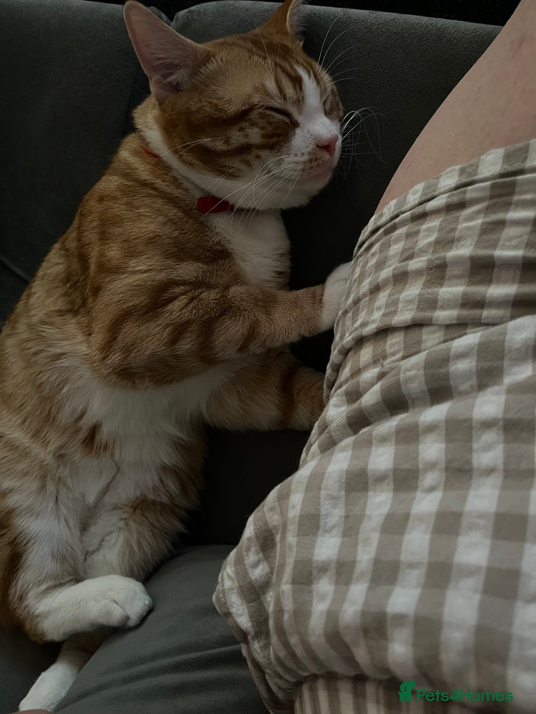 American Shorthair cats for sale: Beautiful ginger  - Image 2