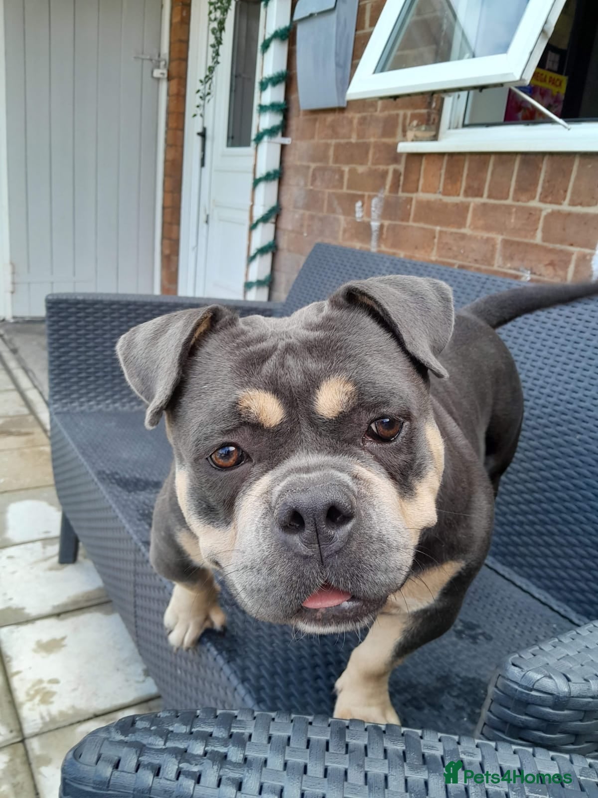 American Bully dogs Grand champion Mcloven granddaughter  - Advert 7