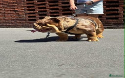 English Bulldog dogs for stud: Kenji chocolate merle STUD - Image 6