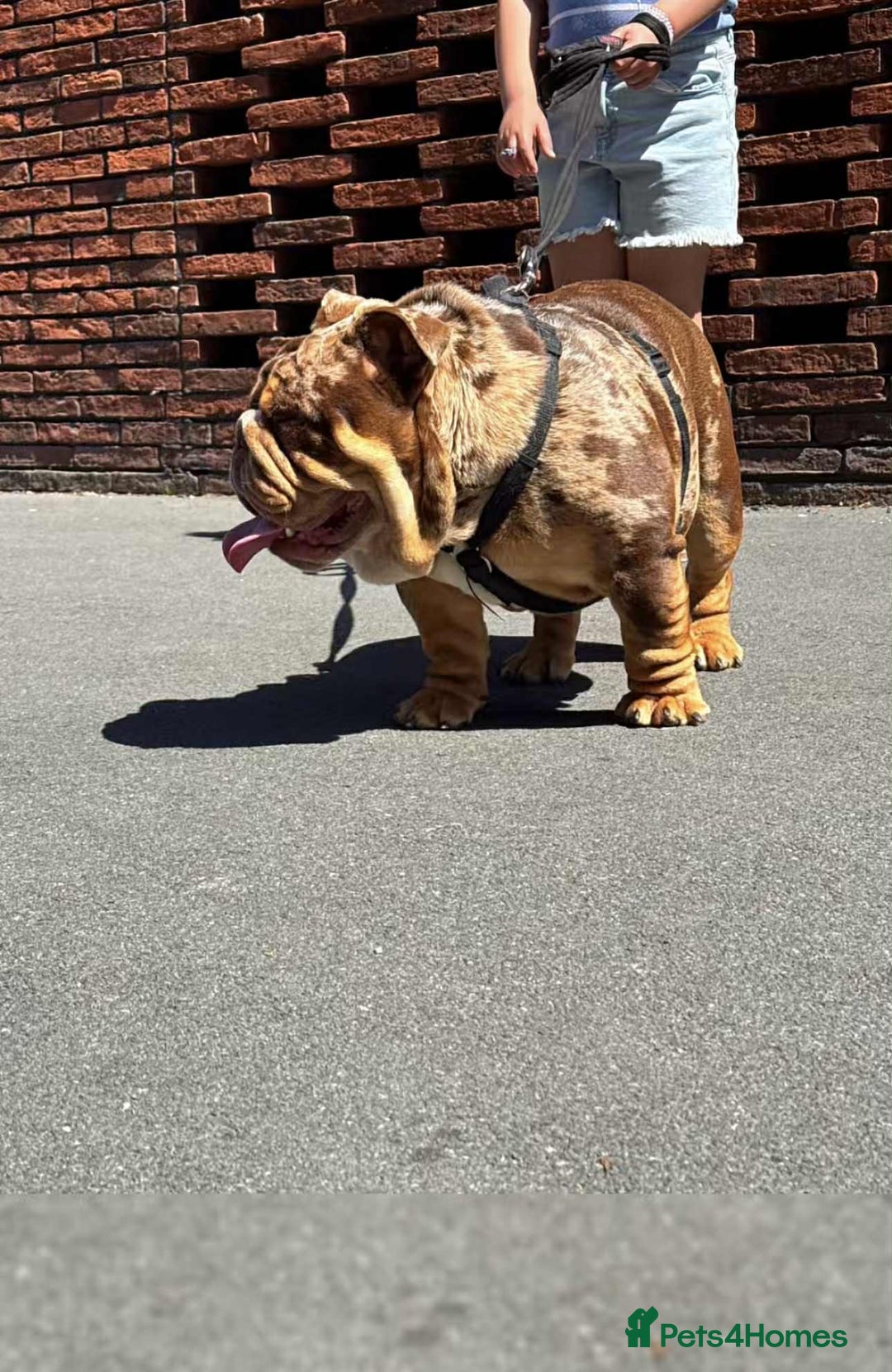 English Bulldog dogs for stud: Kenji chocolate merle STUD - Image 6