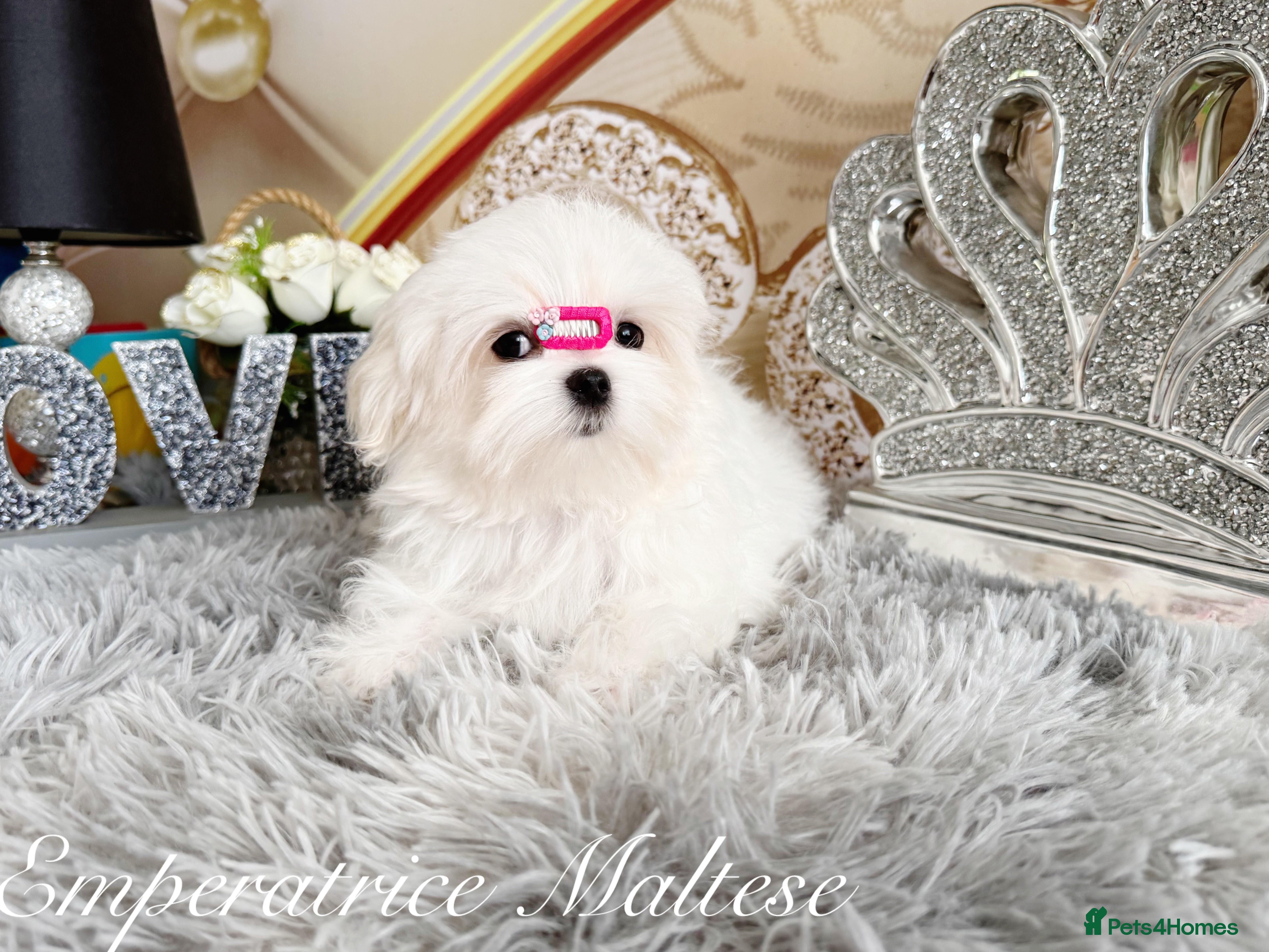 Maltese dogs Tiny KC Reg. Korean Maltese- CH line show dogs! - Advert 2