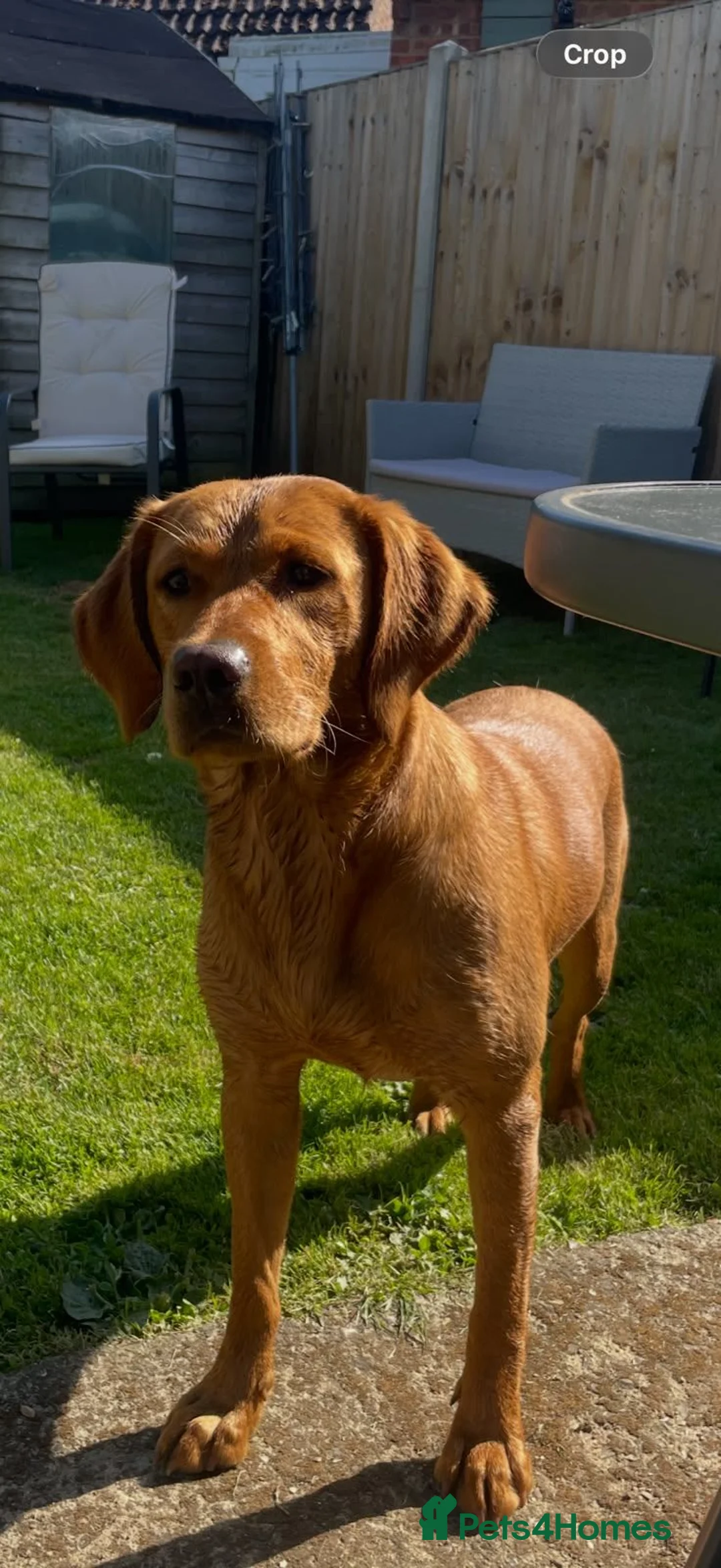 Labrador Retriever dogs for sale: Dark Fox Red Labs, Bred by a Vet - Advert 2