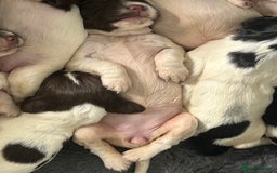 English Springer Spaniel dogs for sale: KC registered Springer spaniels puppies  - Image 25