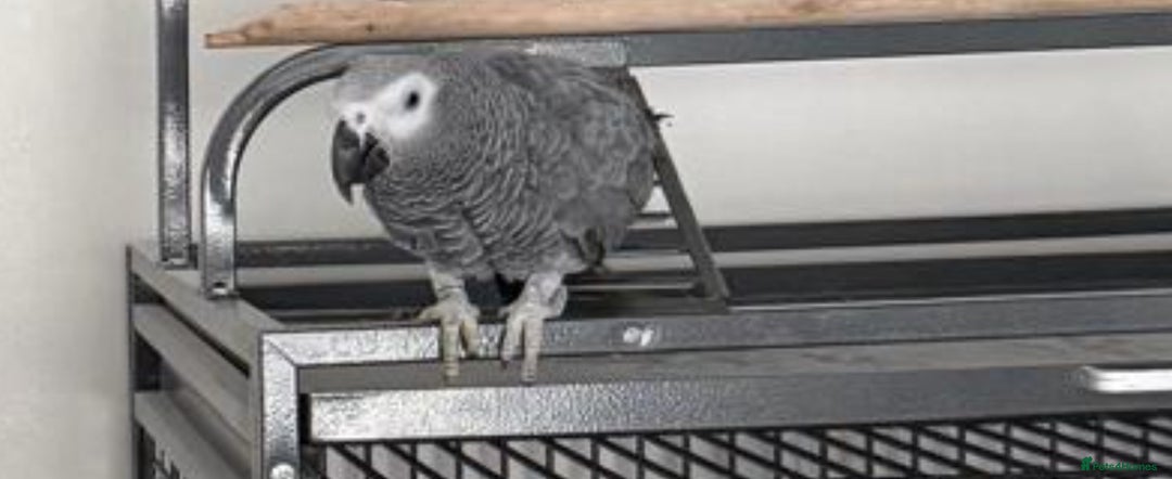 Parrots birds for sale: Semi Tame African Grey - Image 3