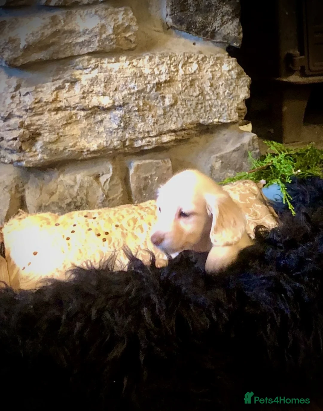 Miniature Dachshund dogs for sale: Blonde cream English miniature dachshund long hair - Advert 5
