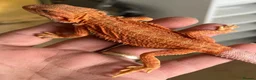 Bearded Dragon reptiles for sale: Red hypo trans Genetic Stripe Bearded Dragons - Advert 3