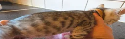 Bengal cats for sale: Bengal charcoal silver kittens from snow linx  - Advert 19