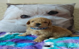 Maltipoo dogs for sale: So adorable and Tiny F1 Korean Maltipoo - Image 17