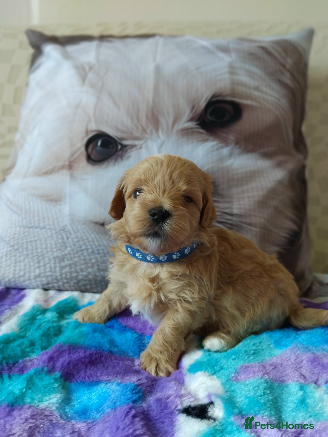 Maltipoo dogs for sale: So adorable and Tiny F1 Korean Maltipoo - Image 17