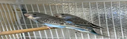 Budgerigars birds for sale: Split of bw/bf budgies  - Advert 1