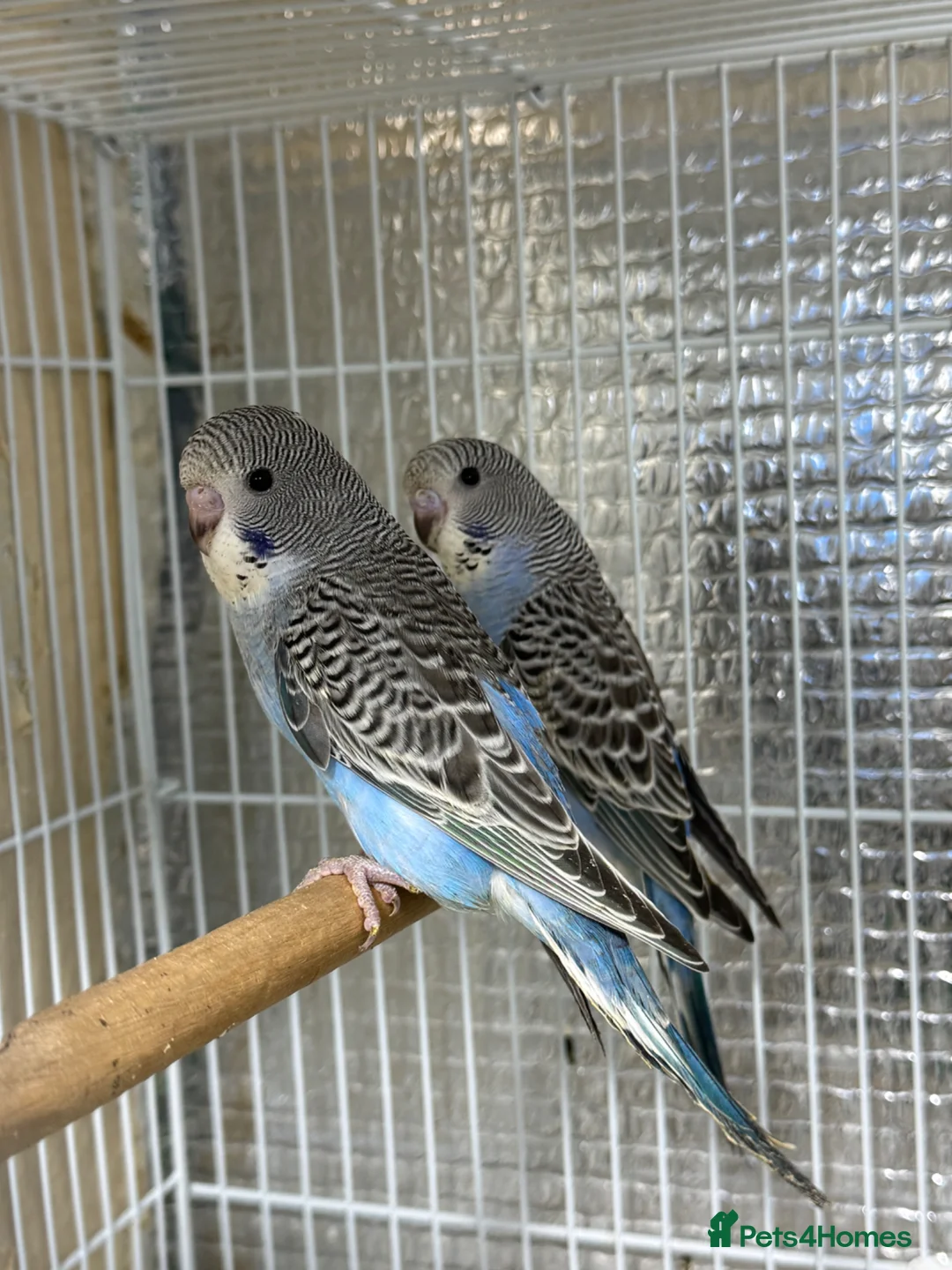Budgerigars birds for sale: Split of bw/bf budgies  - Advert 1