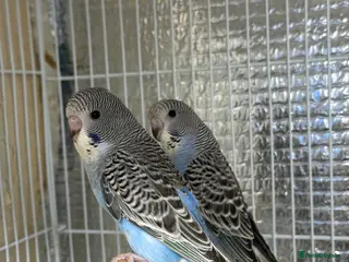 Budgerigars birds Split of bw/bf budgies - Advert 13