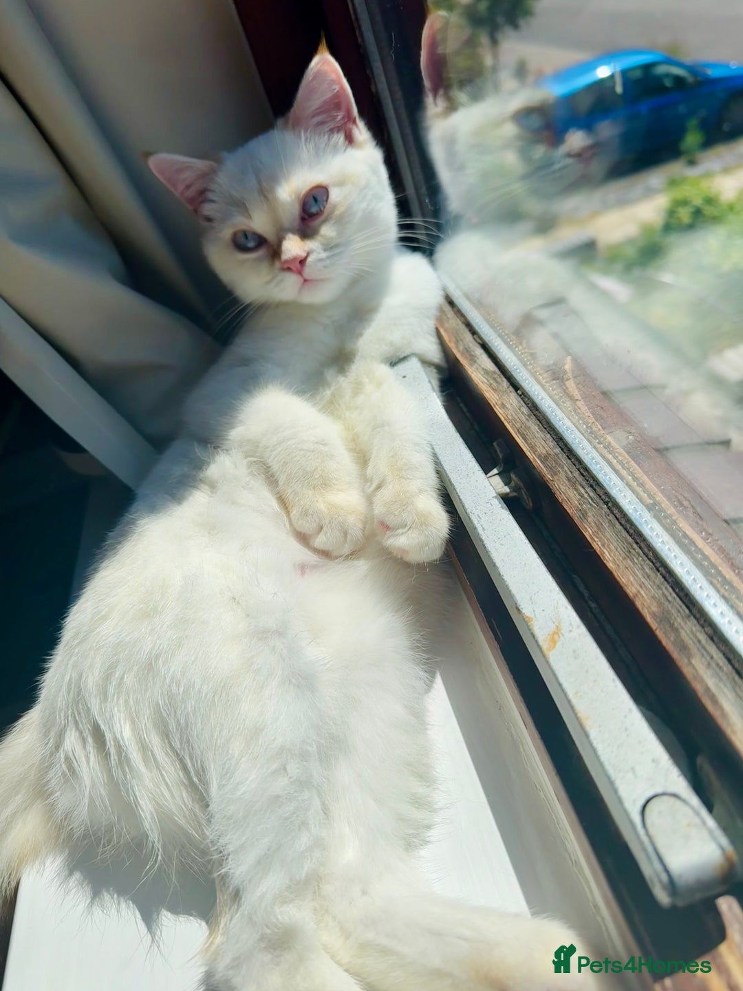 British Shorthair cats for sale: Beautiful white British shorthair kitten (female) - Image 3