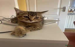Scottish Fold cats for sale: Golden Tabby Kitten – Mum Scottish Straight - Image 5