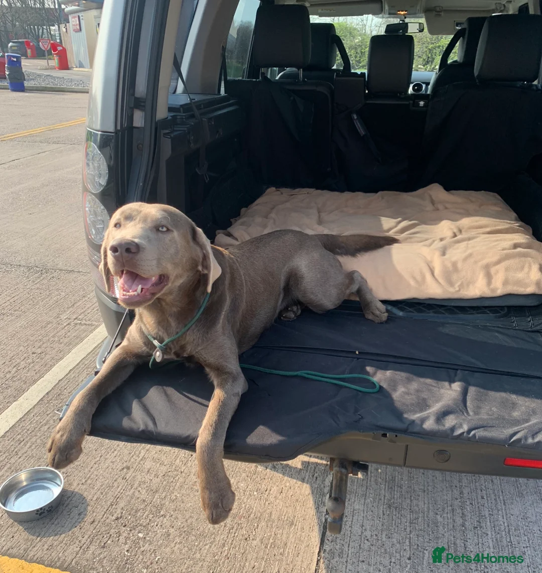 Labrador Retriever dogs for stud: Perfect Well Proven Health Tested Silver Stud in Appleby-in-Westmorland - Advert 5