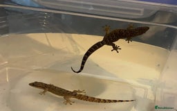 Gecko reptiles for sale: Mourning Geckos and set up - Image 9