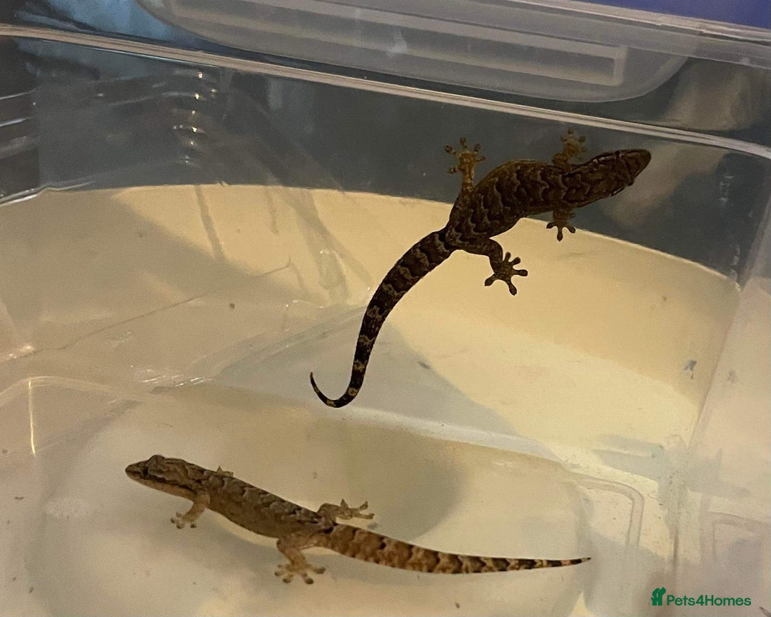 Gecko reptiles for sale: Mourning Geckos and set up - Image 9