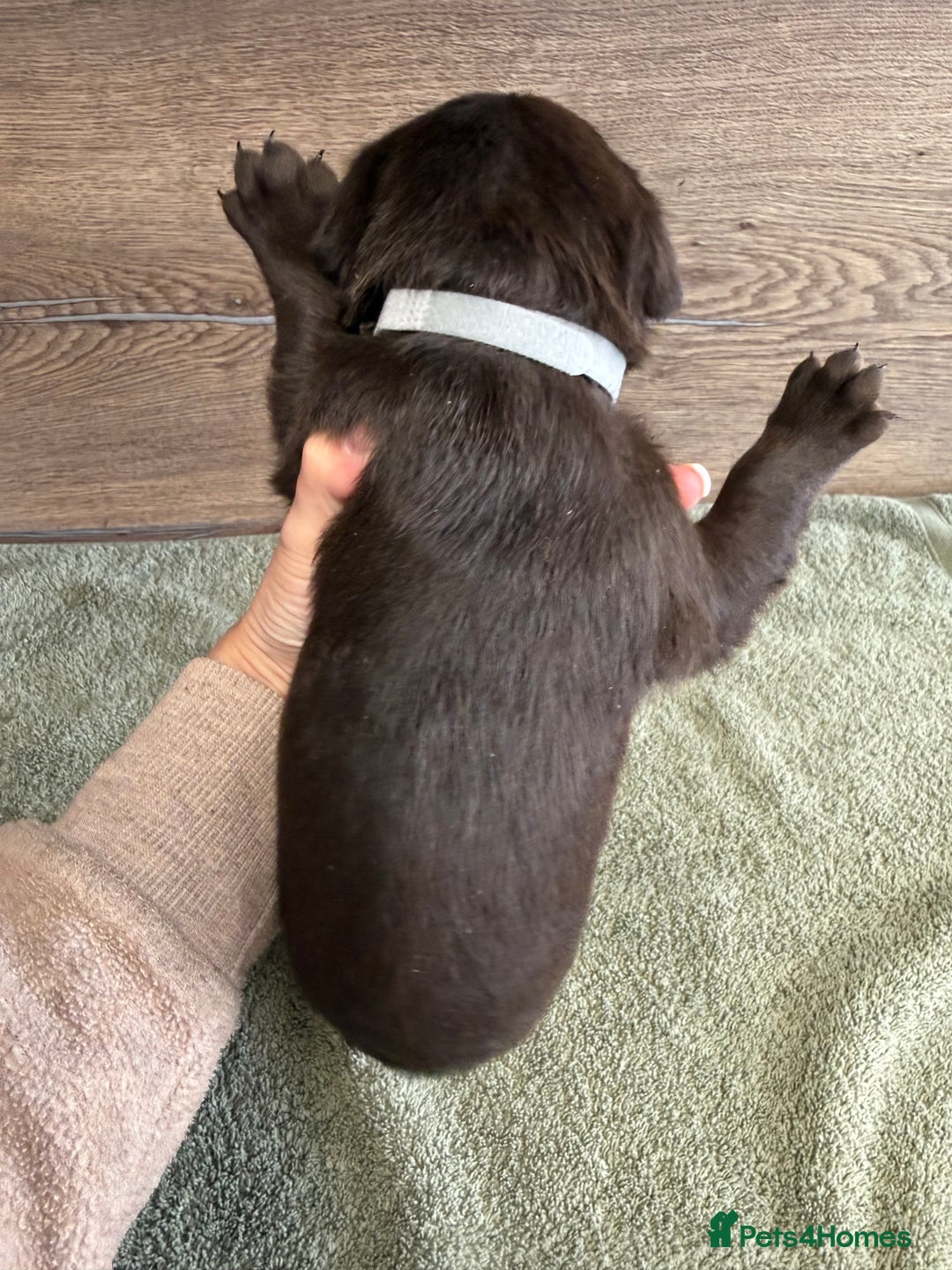 Labrador Retriever dogs for sale: Chunky chocolate labradors  - Image 35