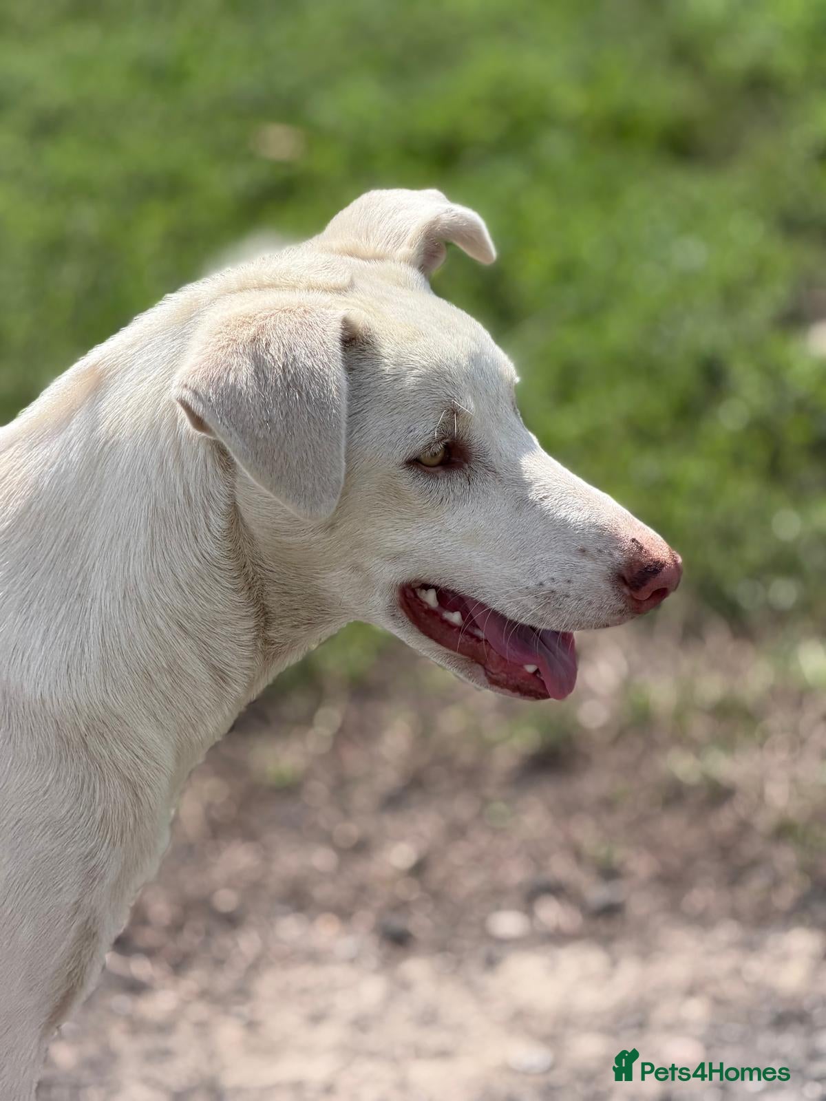 Mixed Breed dogs 🐾❤️TALIA WISHES SHE HAD A FAMILY OF HER OWN❤️🐕🐾 - Advert 1