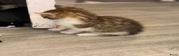 Mixed Breed cats for sale: Beautiful little tabby boy available  in Macclesfield - Advert 3