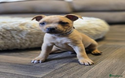Staffordshire Bull Terrier dogs for sale: !READY NOW! KC Reg Quality Red Staffy Puppies  - Image 5