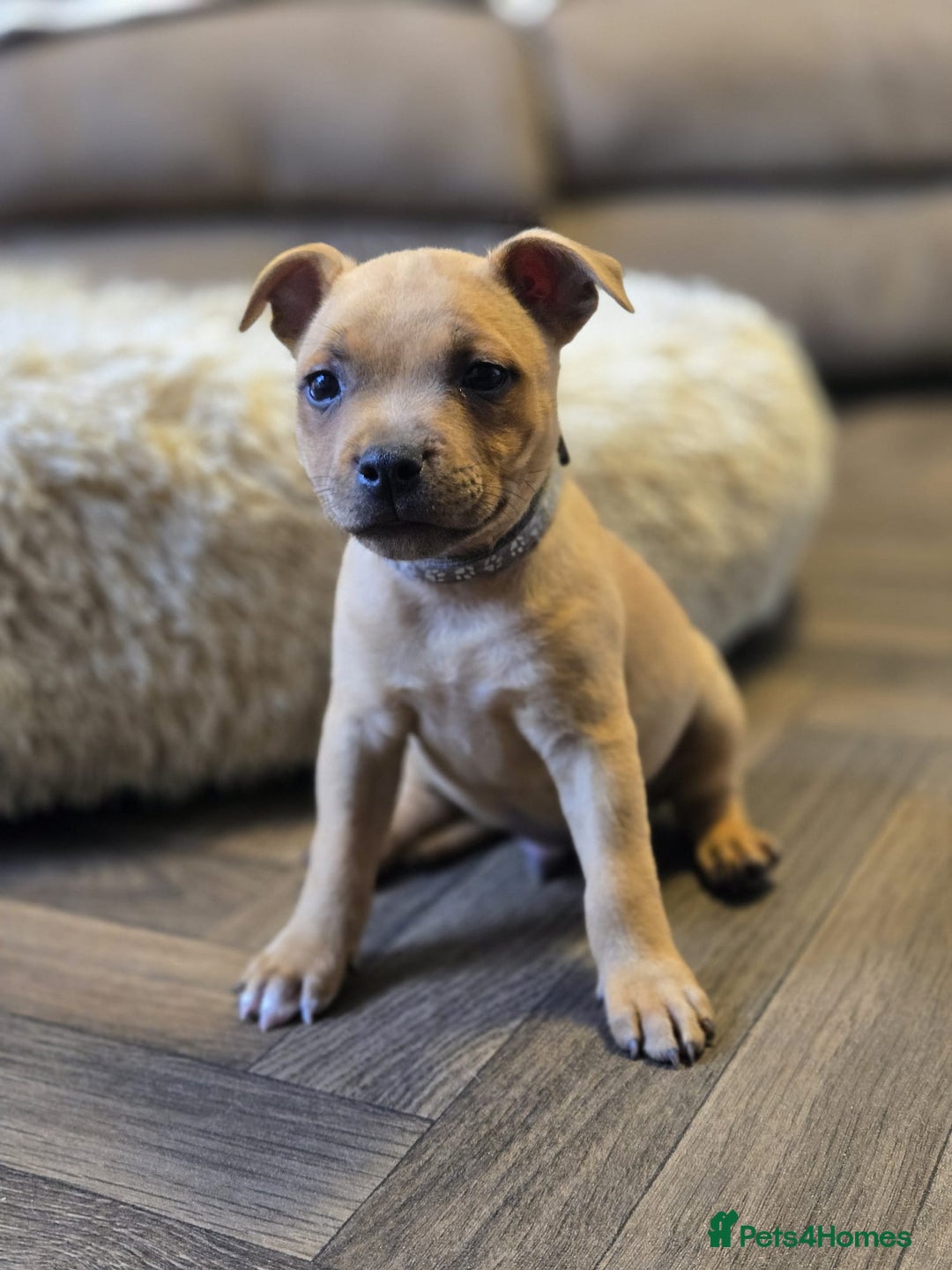 Staffordshire Bull Terrier dogs for sale: !READY NOW! KC Reg Quality Red Staffy Puppies  - Image 5