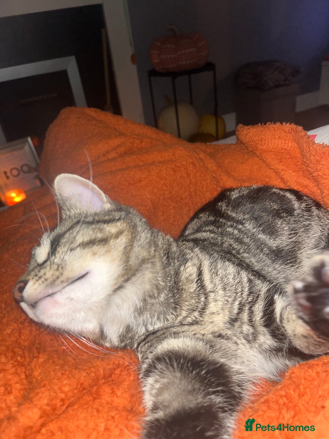 Mixed Breed cats for sale: Female Ragdoll cross - Advert 4