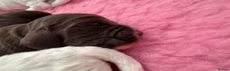 Cocker Spaniel dogs for sale: WCS Puppies from health tested KC Parents  - Advert 10