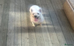 West Highland Terrier dogs for sale: 2 year old female westie  - Image 3