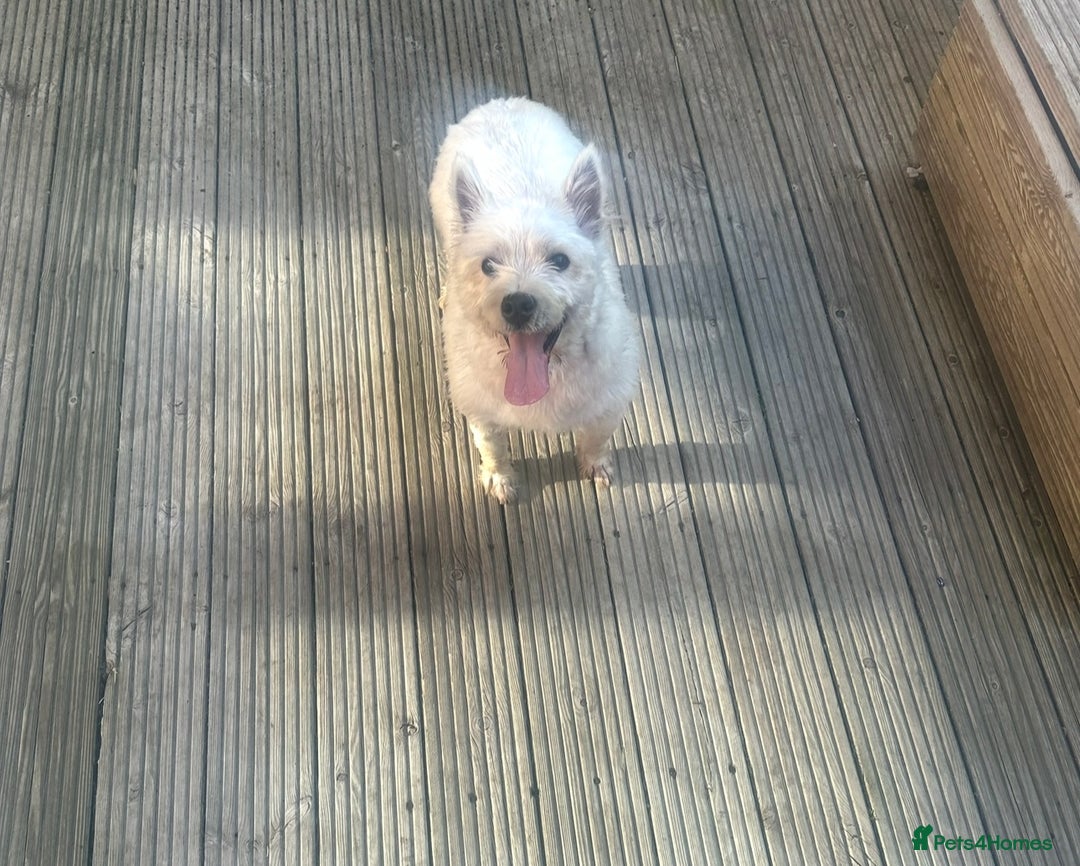 West Highland Terrier dogs for sale: 2 year old female westie  - Image 3