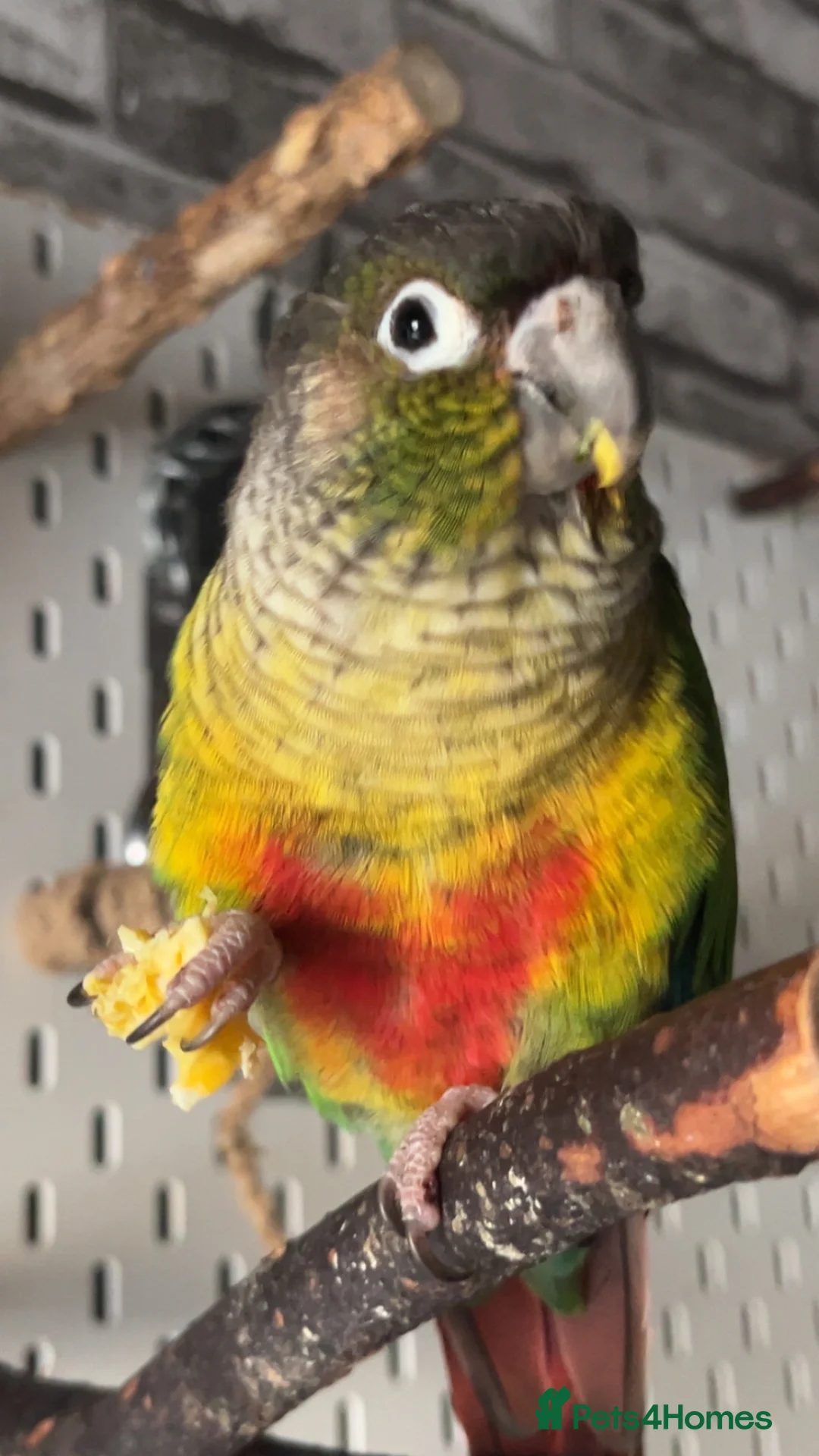 Conures birds for sale: Green cheek conure for sale  - Advert 1