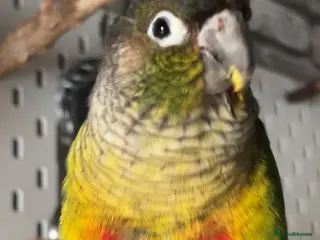 Conures birds Green cheek conure for sale - Advert 5