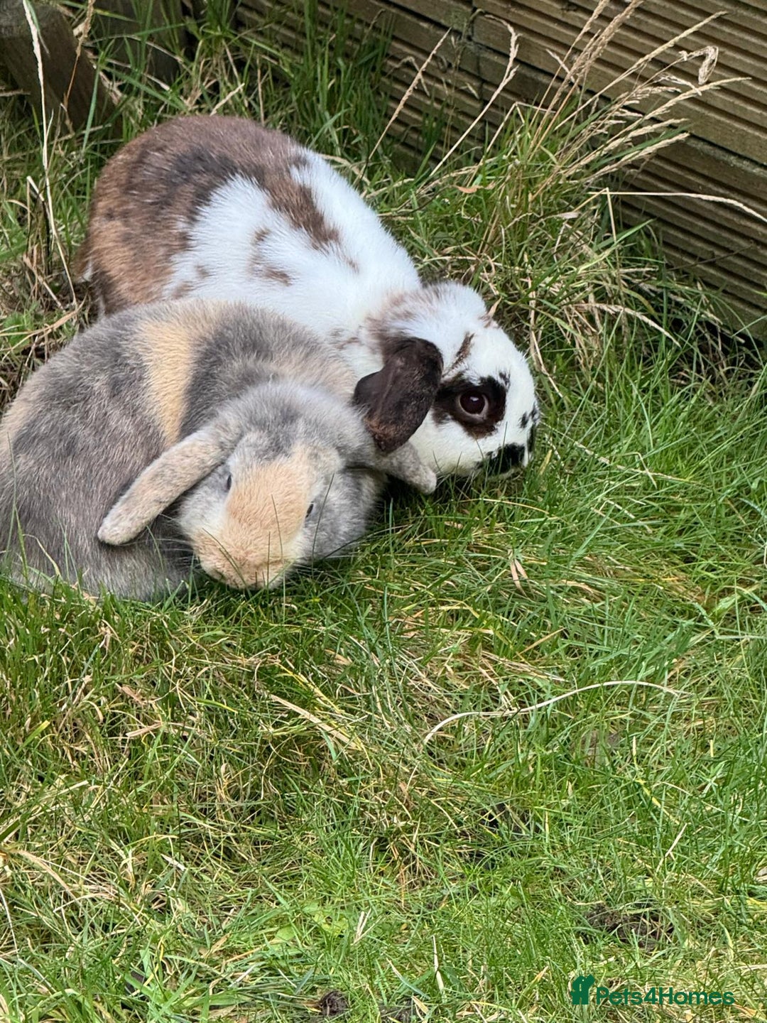 Mini Lop rabbits for sale: Male Mini Lops - Advert 3